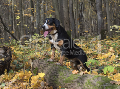 Dog in the Autumn Forest