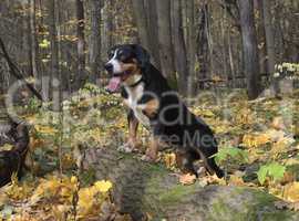 Dog in the Autumn Forest