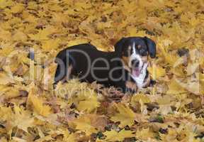 Dog lying on yellow leaves in the Autumn Forest