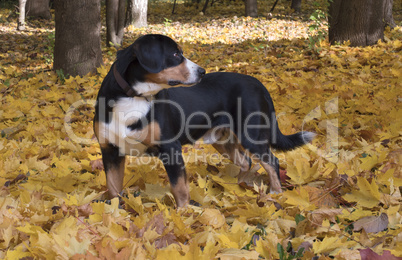 Dog in the Autumn Forest