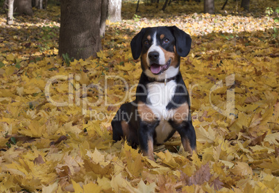 Dog sitting on yellow leaves in the Autumn Forest