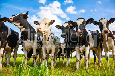 Holstein cows in the pasture