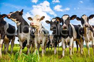 Holstein cows in the pasture