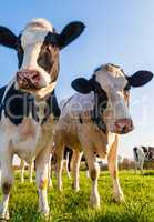 Holstein cows portrait