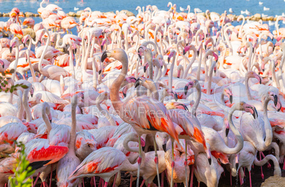Pink flamingo in the Camargue