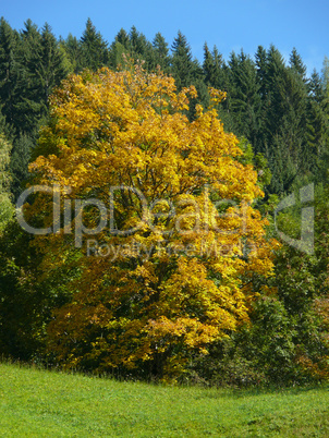 Waldrand Waldrand