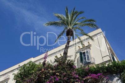 Bougainvillea und Palme