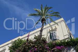 Bougainvillea und Palme