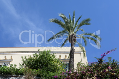 Bougainvillea und Palme