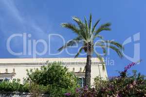 Bougainvillea und Palme