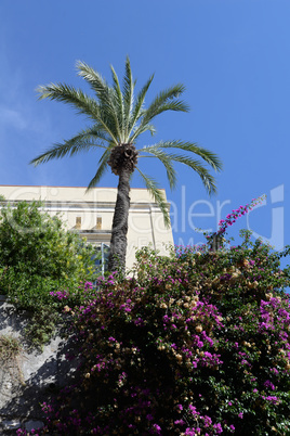 Bougainvillea und Palme