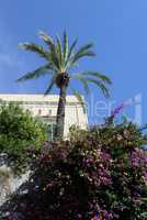 Bougainvillea und Palme