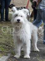white dog half-breed Ardennes Bouvier