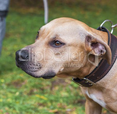 portrait brown American pit bull terrier