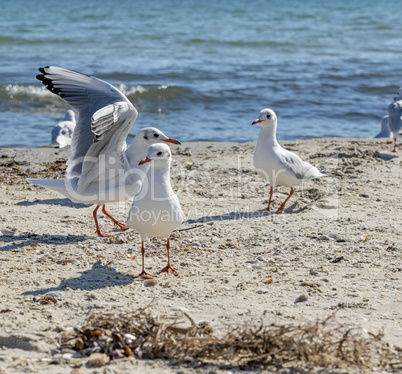 white seagulls on the sandy beach of the Black Sea