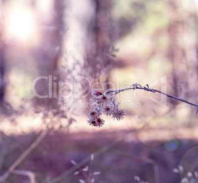 ladybug sits on a dry branch of a flower in the forest