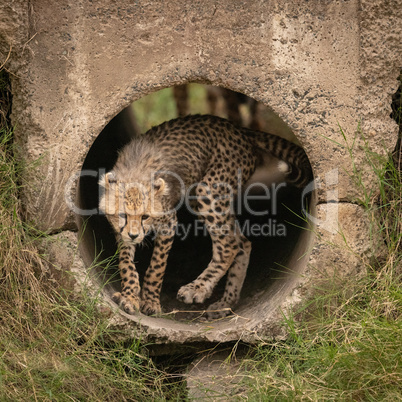 Cheetah cub turning round in concrete pipe