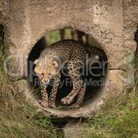 Cheetah cub turning round in concrete pipe