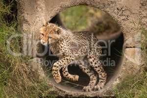 Cheetah cub twisting head jumping from pipe