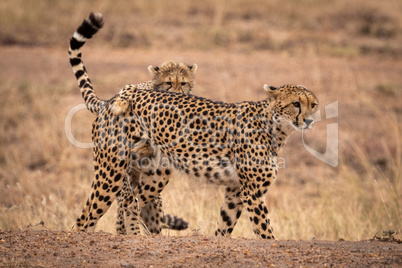 Cheetah cub tackles mother on earth bank