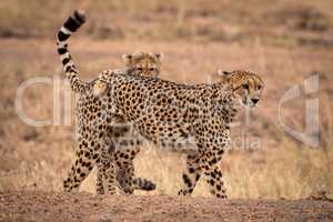 Cheetah cub tackles mother on earth bank