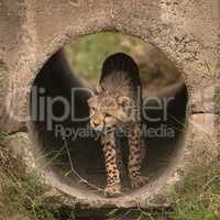 Cheetah cub twists head walking through pipe