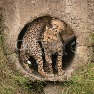 Cheetah cub twisting round another in pipe