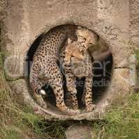 Cheetah cub twisting round another in pipe