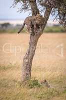 Cheetah cub up tree and one below