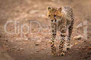 Cheetah cub walking down track lifts paw