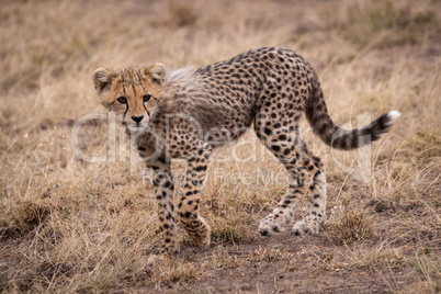 Cheetah cub walking in grassland turns head