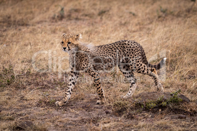 Cheetah cub walking in grassland stares ahead