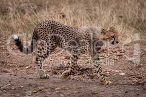 Cheetah cub walking on track in grassland
