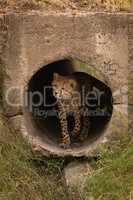 Cheetah cub walking through dark concrete pipe