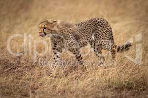 Cheetah cub walking through grass licks lips
