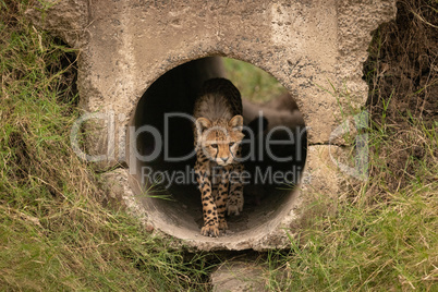 Cheetah cub walking through pipe towards grass