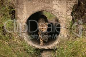 Cheetah cub walking through pipe towards grass