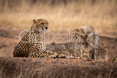 Cheetah cub walking towards mother lying down