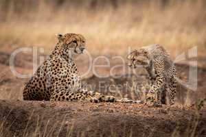 Cheetah cub walking towards mother lying down