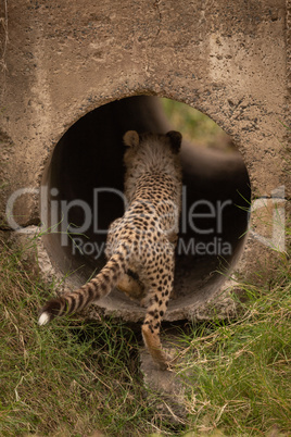 Cheetah cub walks away down concrete pipe