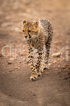 Cheetah cub walks down track lifting paw