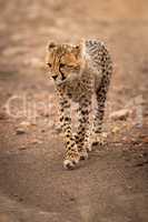 Cheetah cub walks down track lifting paw