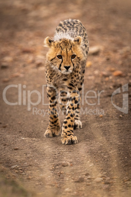 Cheetah cub walks down track towards camera