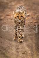 Cheetah cub walks down track towards camera