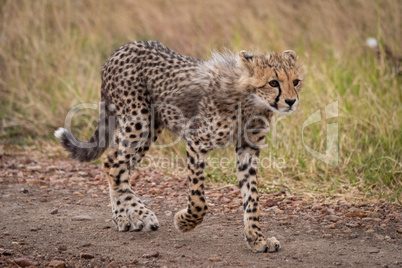 Cheetah cub walks down track staring ahead