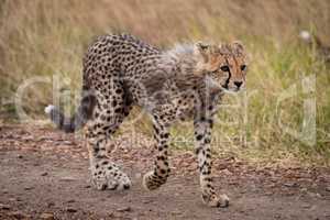 Cheetah cub walks down track staring ahead