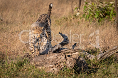 Cheetah cub walks on log in savannah