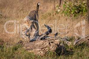 Cheetah cub walks on log in savannah