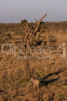 Cheetah cub walks from tree on savannah