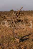 Cheetah cub walks from tree on savannah
